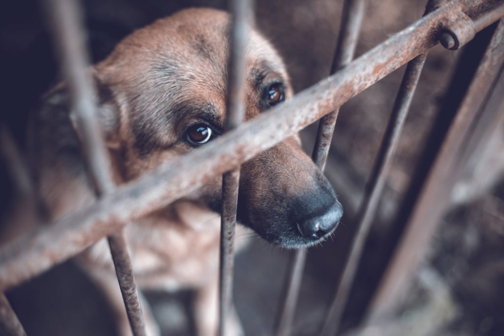 Perro encerrado en violación de CRS 18-9-202.