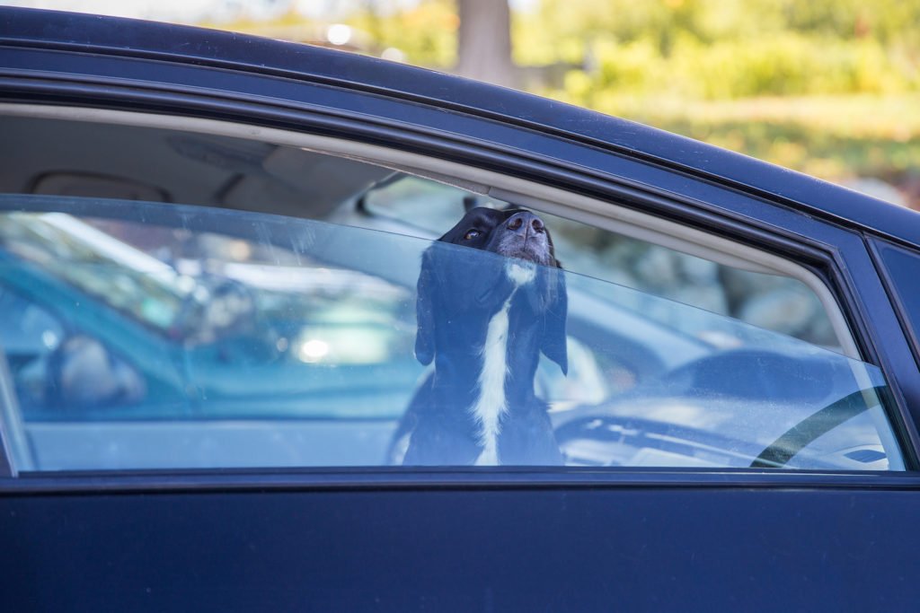 Perro en el coche asomando la nariz a través de la abertura de la ventana: la ley de California prohíbe dejar a tu perro en el coche bajo ciertas circunstancias