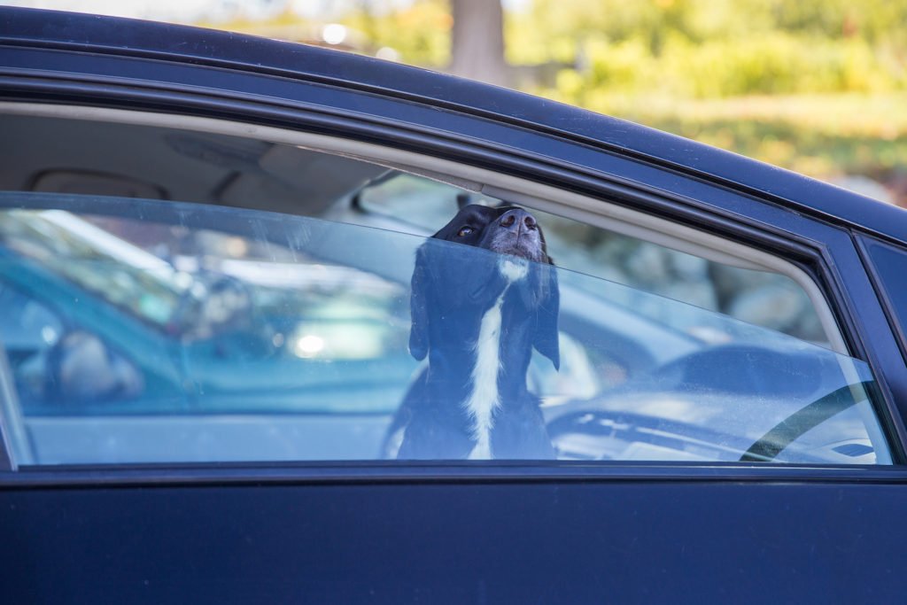 Perro en el coche asomando la nariz por la ventana - La ley de California prohíbe dejar a tu perro en el coche en ciertas circunstancias