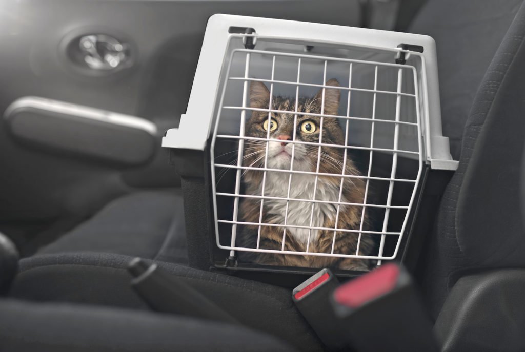 Gato dejado desatendido en un automóvil como ejemplo de una violación del Código Penal 597.7 PC