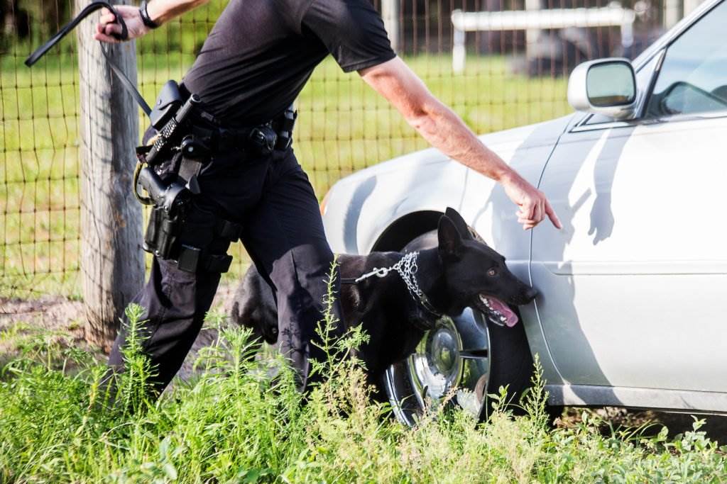 Policeman and police dog searching car