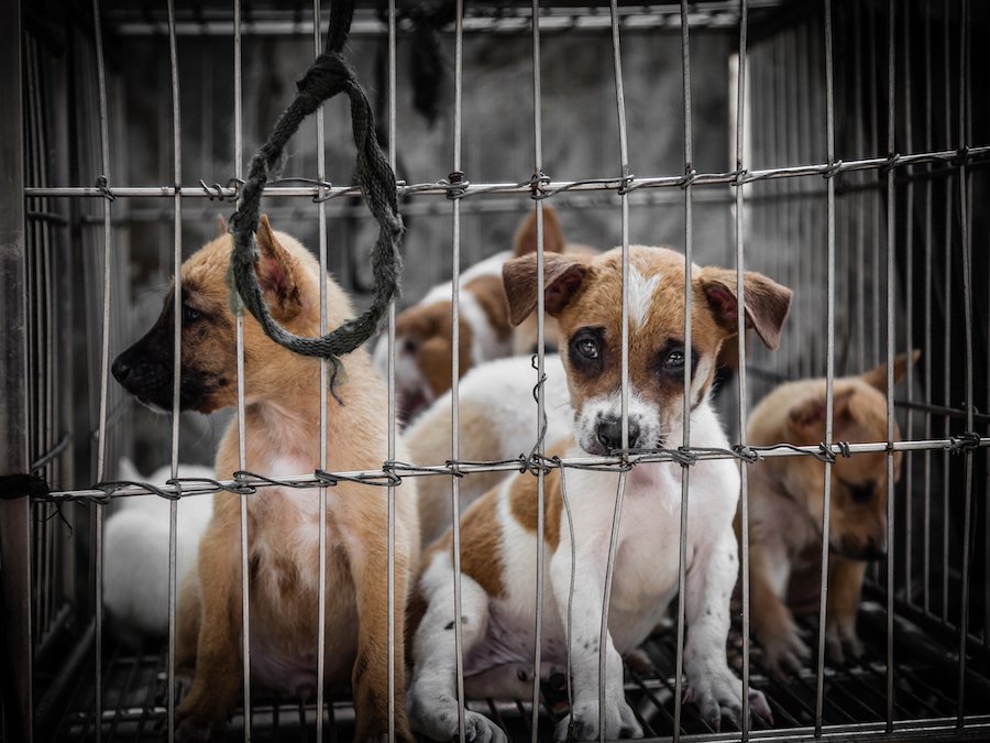 Puppies being tortured in small case with noose, a form of aggravated animal cruelty