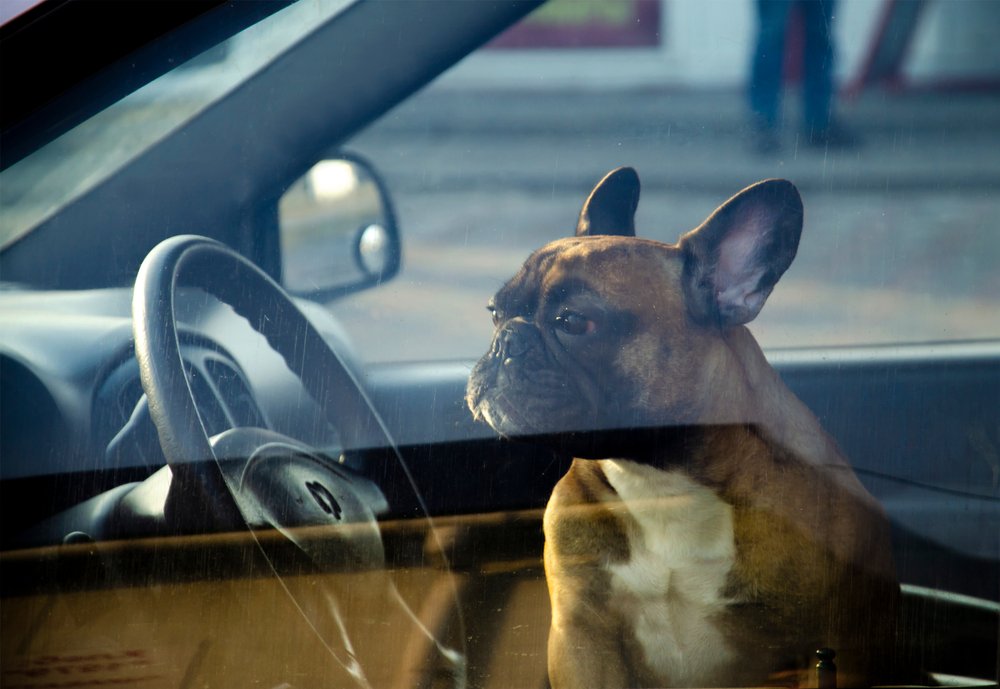 dog in a car with windows closed