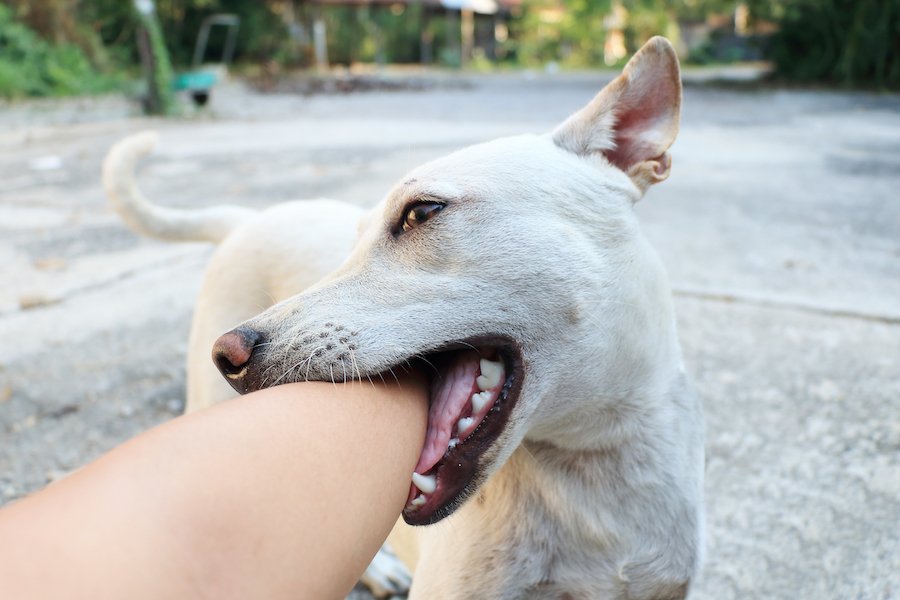 White dog biting human arm