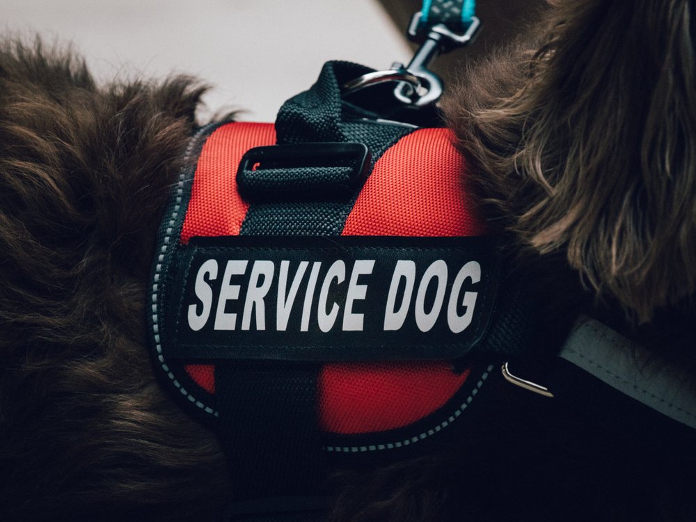 A dog wearing a service dog vest.
