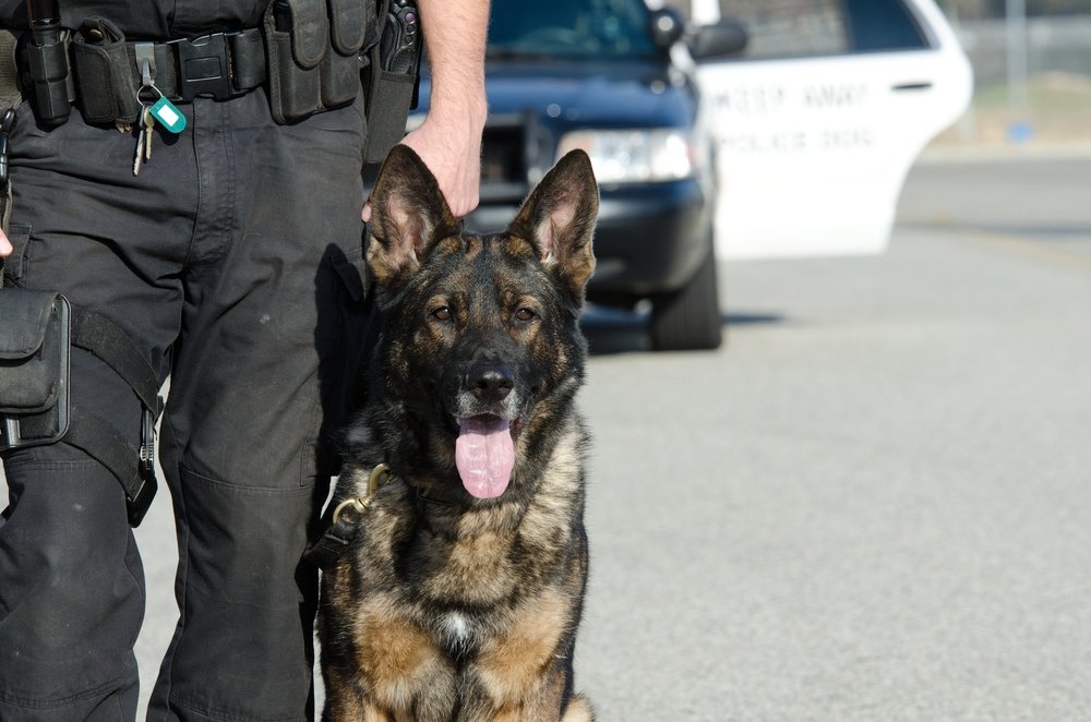Police officer with German Shepard - attacks by police dogs can be the basis for a civil lawsuit