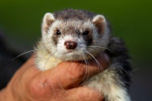 5 Animals That Are Illegal As Pets In California