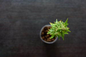 Single marijuana plant