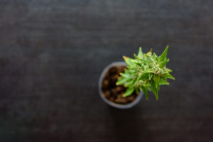 Una sola planta de marihuana