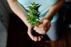 Growing marijuana in colorado