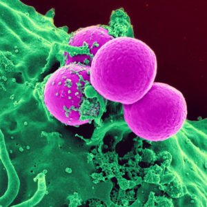 Closeup of staphylococcus bacteria
