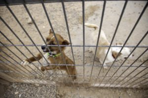 Dos perros detrás de una jaula mantenidos en violación del NRS 574.060