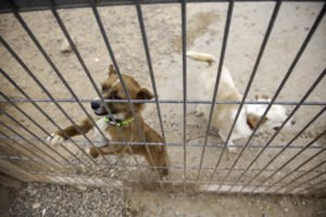 dogs locked in a crate