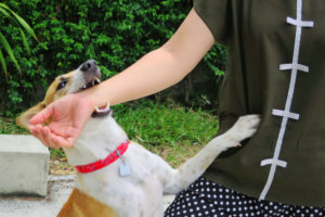 An aggressive dog biting a man's arm.