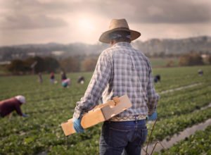 Farm worker holding a crate
