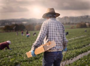 Trabajador de la granja sosteniendo una caja