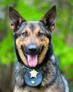 Police dog wearing badge
