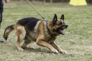 Police dog about to bite