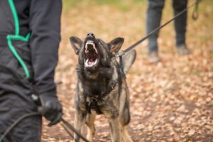 Police dog on a leash about to bite