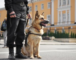 K-9 dog on leash next to policeman