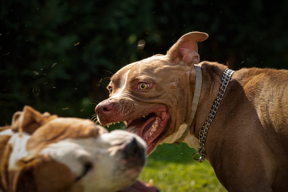 A dog viciously biting another dog.