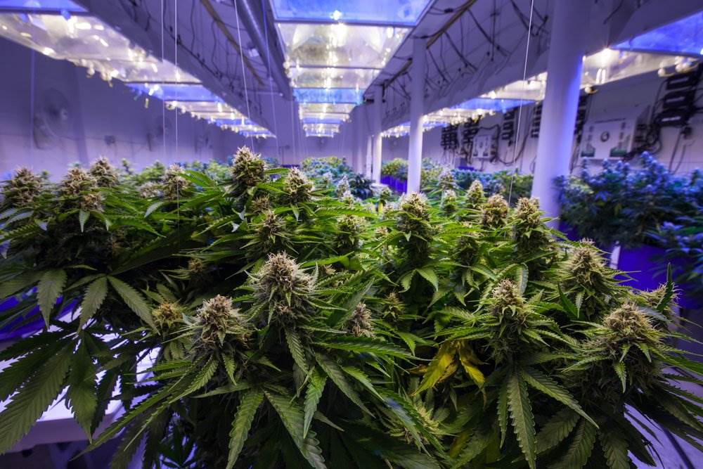 A room with multiple marijuana plants growing.
