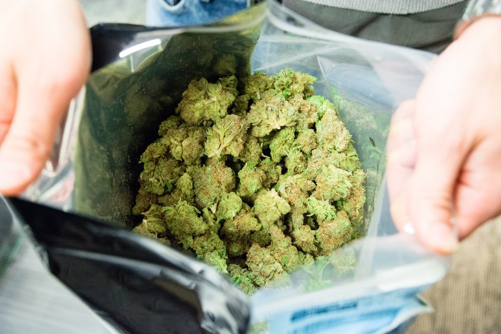 Una bolsa grande llena de grandes cogollos de marihuana.