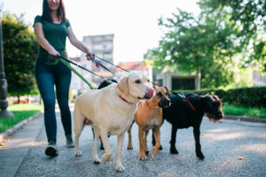 A dog walker walking multiple dogs at once.