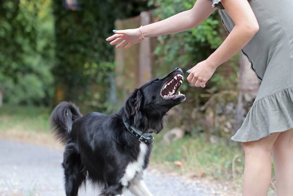 A woman about to get bitten by an aggressive dog.