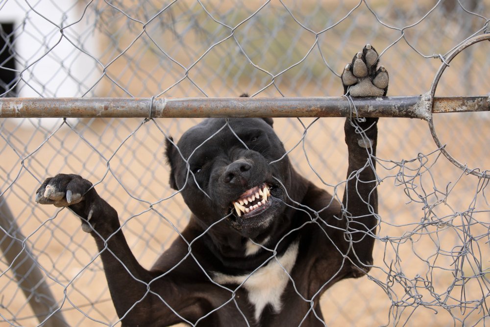 An aggressive pitbull lunging at a fence towards the viewer.