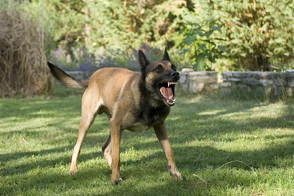 An aggressive dog baring his teeth on property administered by an HOA.