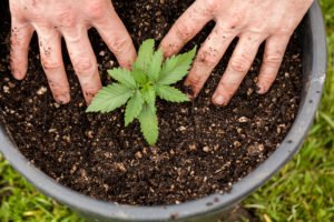 Young marijuana plant