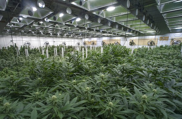 Large marjuana cultivation operation