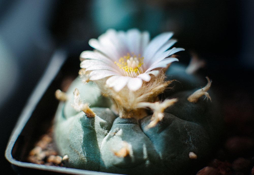 A Lophophora Williamsii cactus blooming in a pot.
