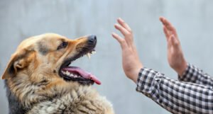 Dog about to bite with human hands fending the dog off