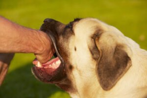 Mastiff biting a human hand against a grassy background