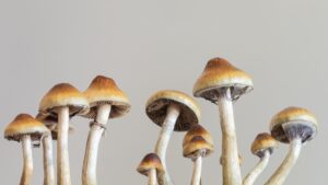 Magic mushrooms against grey background