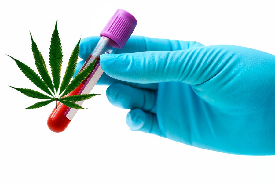The hand of a phlebotomist, wearing blue latex gloves, is shown holding a vial of blood in front of a solid white background. Overlayed on top of the vial of blood is an image of a marijuana leaf.