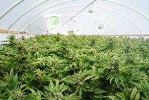 Industrial-sized greenhouse filled with marijuana plants