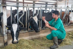 Veterinario administrando medicina a una vaca