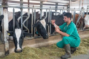 Vet administering medicine to a cow