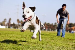 Pit bull corriendo en un parque para perros