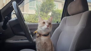 Gato dejado solo en un coche