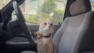 Gato dejado solo en un auto