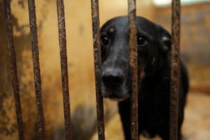 Dog behind cage bars