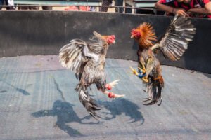 Dos gallos peleando