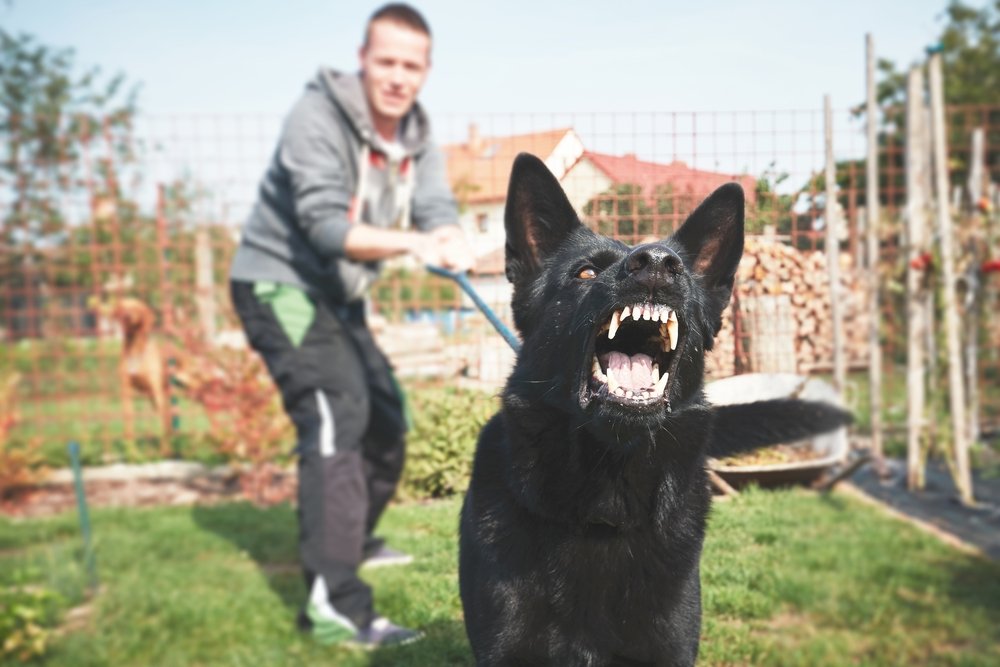 Exterior: fenced in garden with homes in the background, a young Caucasian man wearing sweatpants and a gray hoodie attempts to hold back a dog by the leash, the dog is a black german shepherd that is showing its sharp teeth and appears to be aggressively trying to bite something as it pulls at the leash. There is an unleashed brown hunting dog in the background which is blurry and out-of-focus.