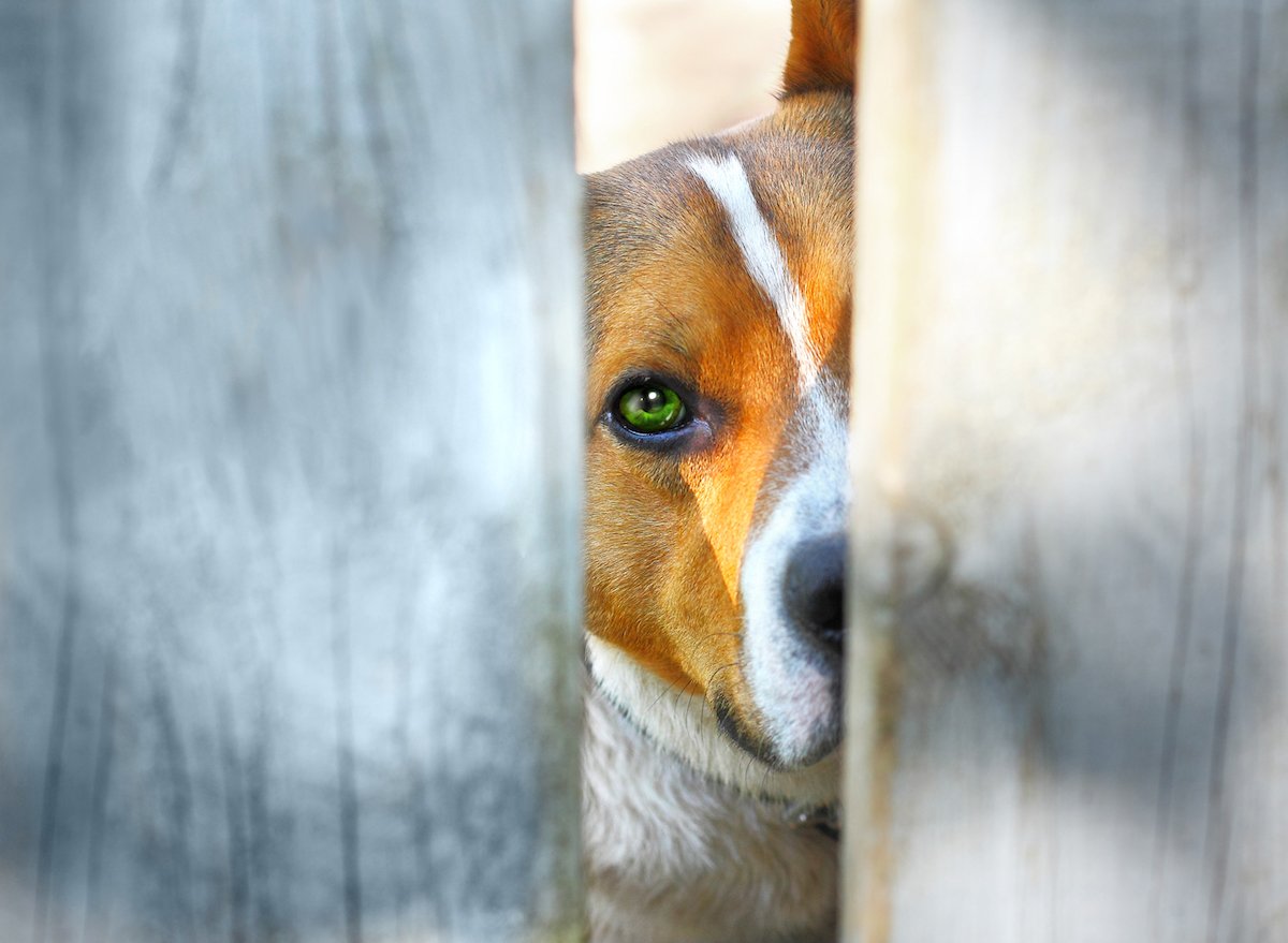 Dog peering through a fence during the daytime
