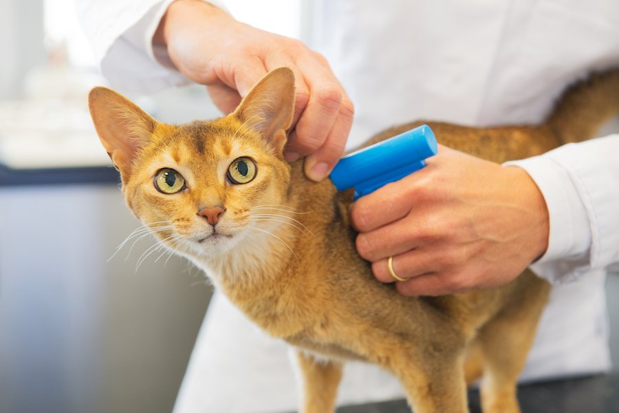 Cat getting microchipped
