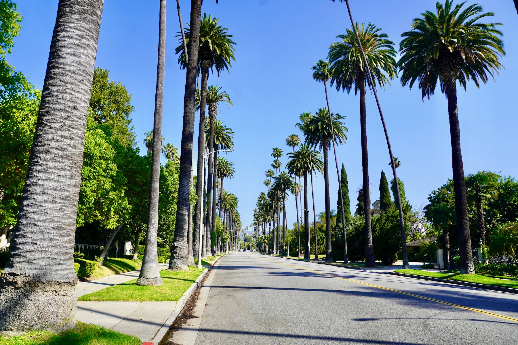 Palm tree lined road in Los Angeles on a sunny day